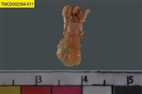 藏品(寄居蟹)的圖片